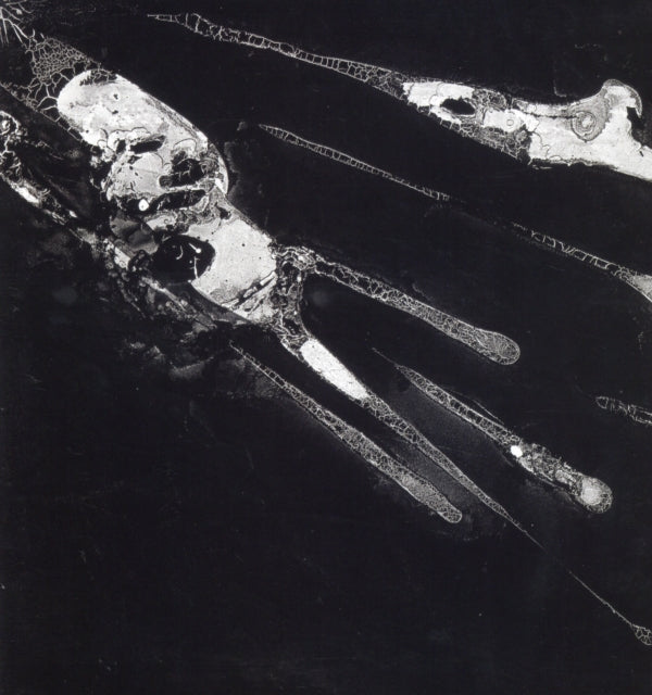 Psychic Health - Psychic Health (Vinyl)