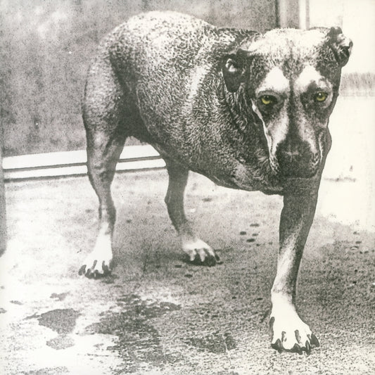 Alice In Chains - Alice In Chains (Yellow Vinyl) (Vinyl)