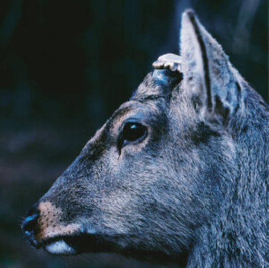 Toe - The Book About My Idle Plot On A Vague Anxiety (Deer Glisten Blue Vinyl) (Vinyl)
