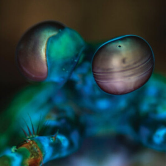 Melvin Gibbs - Amasia: Anamibia Sessions 2 (Vinyl)