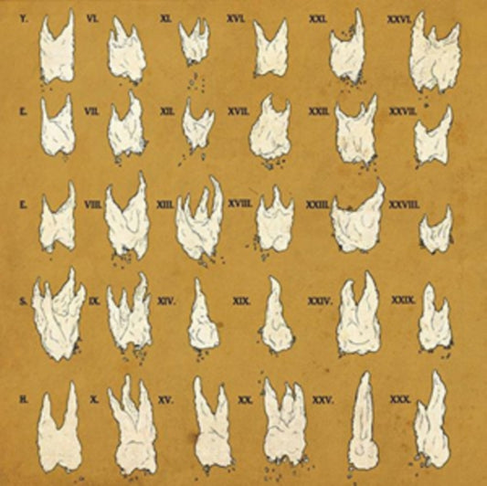 Yeesh - Confirmation Bias (CD)