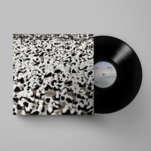 Stella Donnelly - Flood (Vinyl)