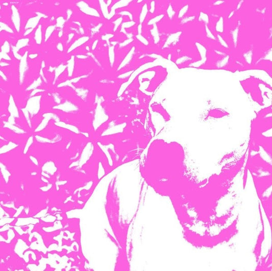 Jenna & The Pups & The Hirs Collective - Split (Vinyl)