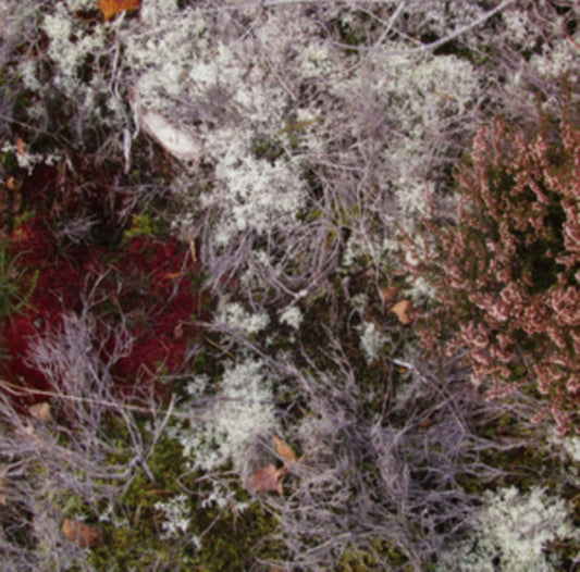 Fursaxa - Mycorrhizae Realm (CD)