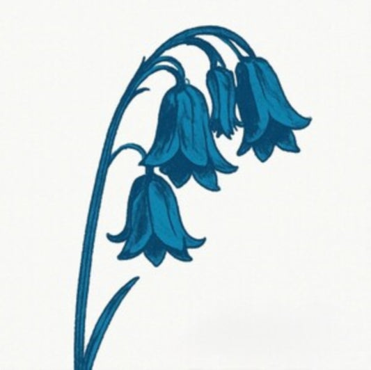 Bluebells - This Is The Bluebells (CD)