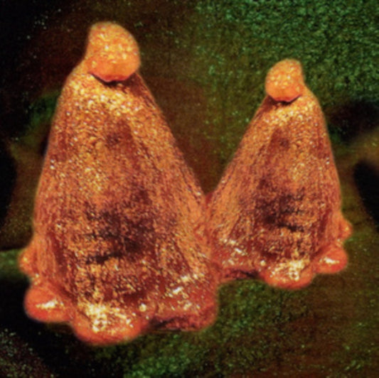Black To Comm - Oocyte Oil & Stolen Androgens (CD)