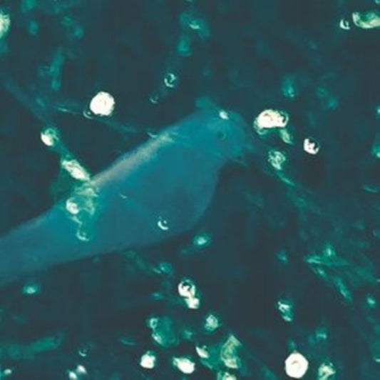 Doug Wieselman - Wa-Zoh (Vinyl)